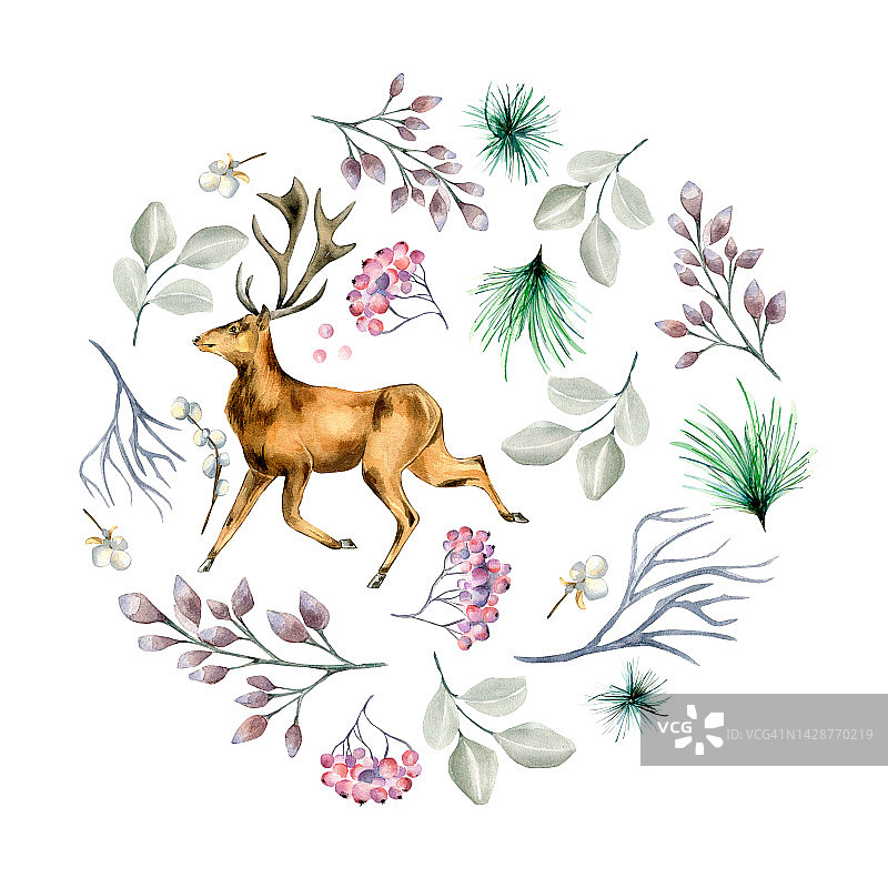圆形框架的冬季植物和鹿水彩插图孤立的白色。图片素材
