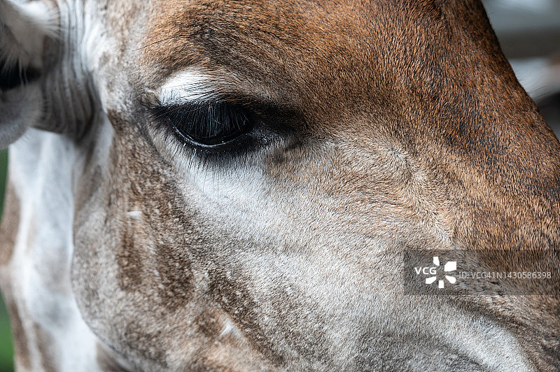长颈鹿的眼睛和皮肤纹理的特写图片素材