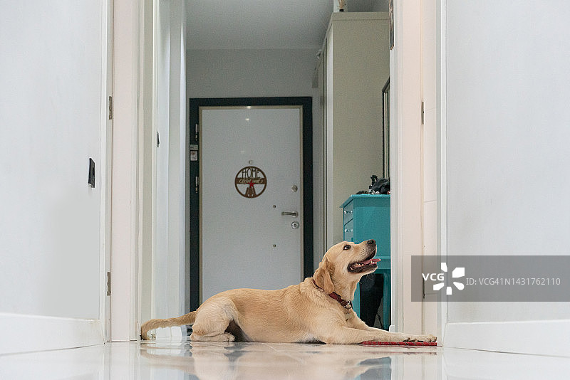 金毛猎犬在一扇白色的前门前看着门等待它的主人图片素材