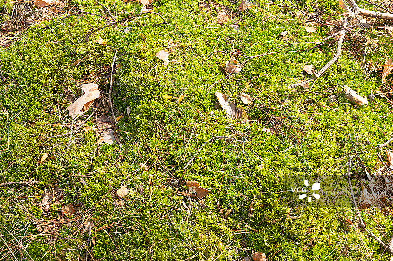 森林里的绿色苔藓。图片素材