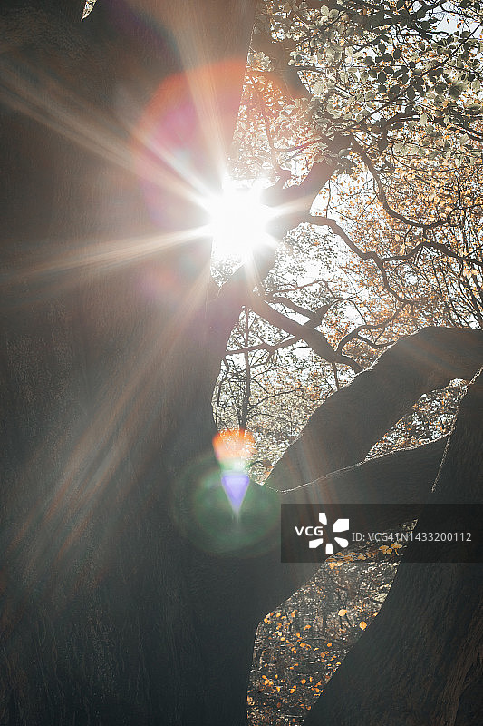 一棵树干的特写，泛黄的秋叶和阳光穿过树冠图片素材