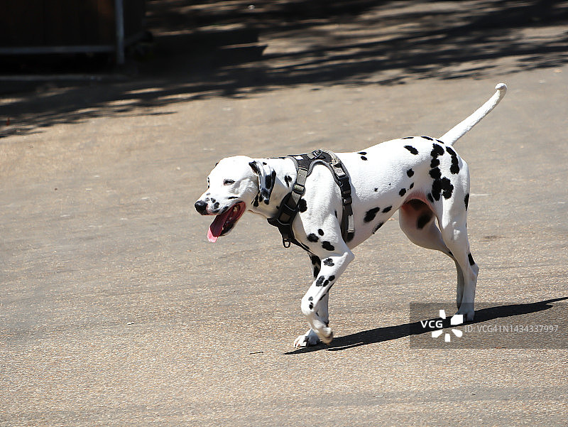 海德公园的斑点狗图片素材