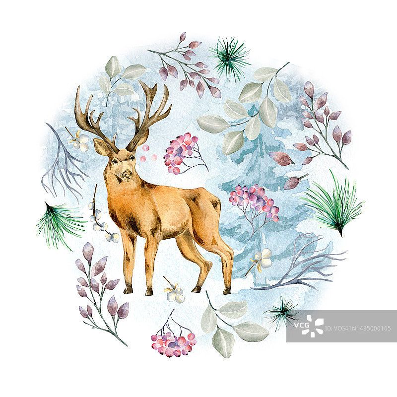 圆形框架的冬季植物和鹿水彩插图孤立的白色。图片素材