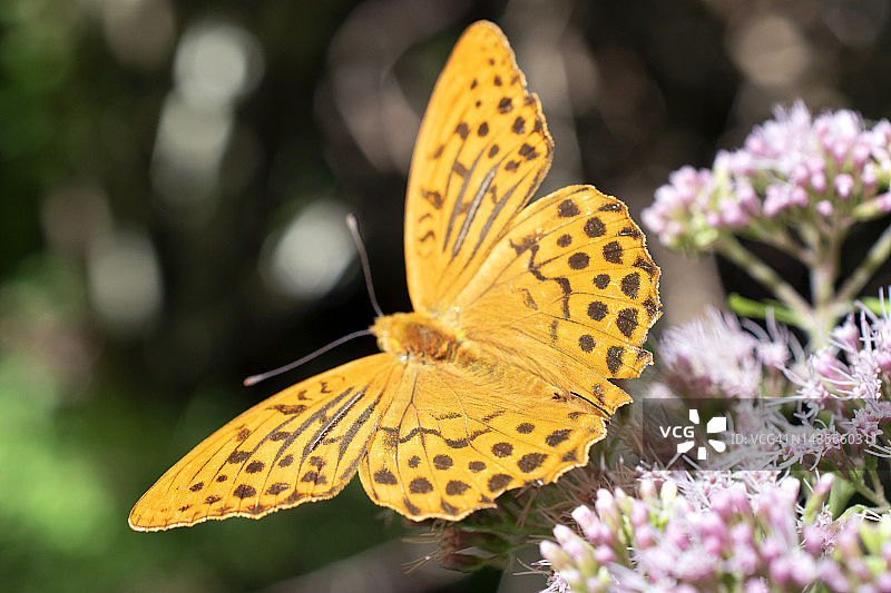 意大利拉齐奥，Monti Simbruini区域自然公园，Speyeria Aglaja蝴蝶在野花上休息。图片素材