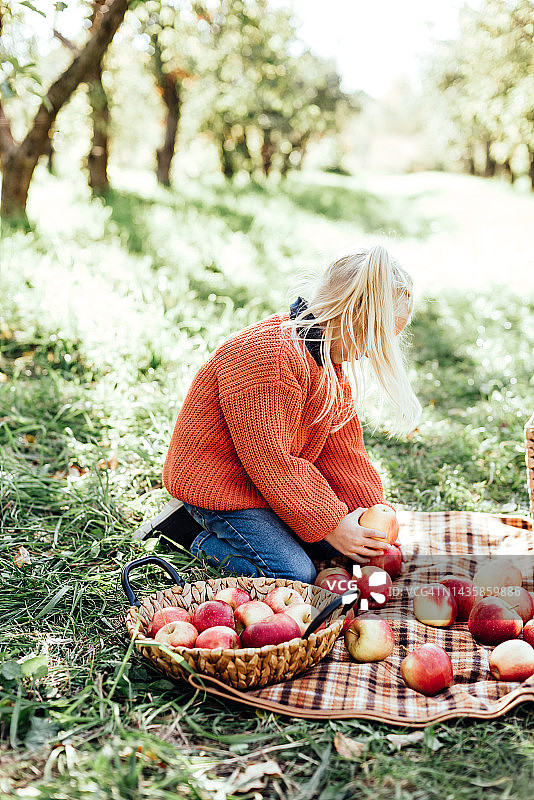 秋天，孩子们在农场里摘苹果。小女孩在苹果树上玩耍。健康营养图片素材