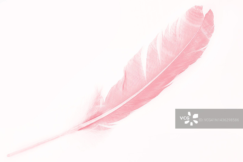 粉红色羽毛孤立在白色背景上图片素材