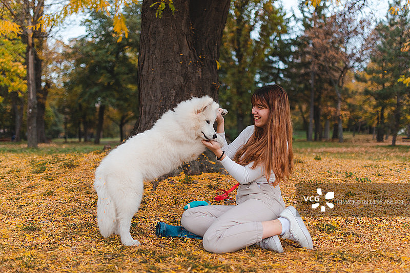 一个美丽年轻的黑发女人在公园里和她的萨摩耶小狗玩耍图片素材