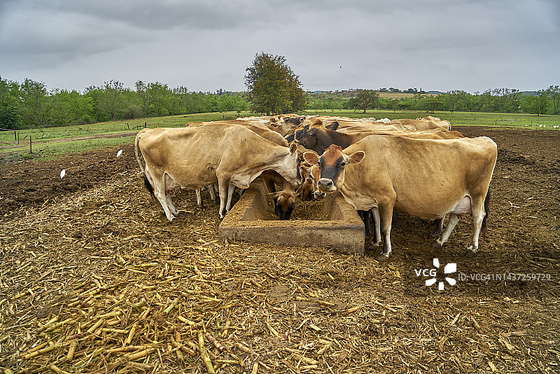 南非普穆兰加省有机农场里的泽西奶牛图片素材