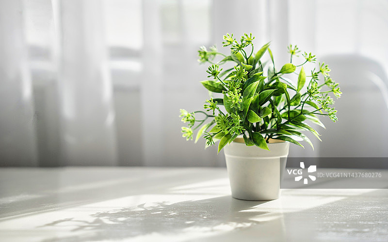 窗户上的盆栽植物。盆栽植物放在窗台上的花盆里。家居装饰概念。带有白色窗帘的现代室内植物。极简的创意家居装饰概念。图片素材