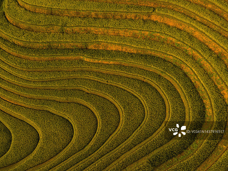 亚洲美丽的稻田鸟瞰图图片素材