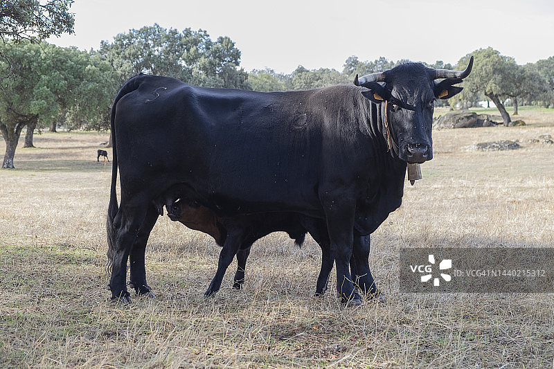 绿草地上的母牛和婴儿，正在吮吸母亲乳汁的小牛。图片素材