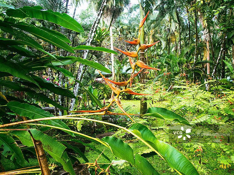 Heliconia latispatha(扩大龙虾爪)。花园里的热带花卉。哥斯达黎加图片素材
