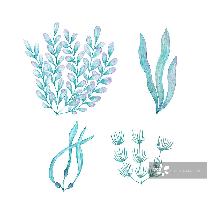 一组海洋植物的水彩画插图。手绘水下花卉插图与藻类叶和热带珊瑚孤立在白色背景。印花设计海报面料装饰。图片素材