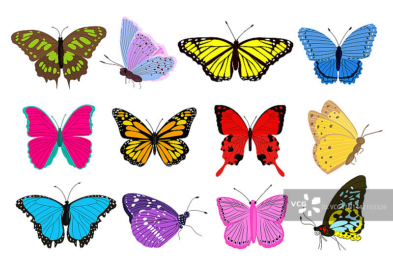 大集合五颜六色的蝴蝶不同的形状和颜色。奇异的热带昆虫。图片素材