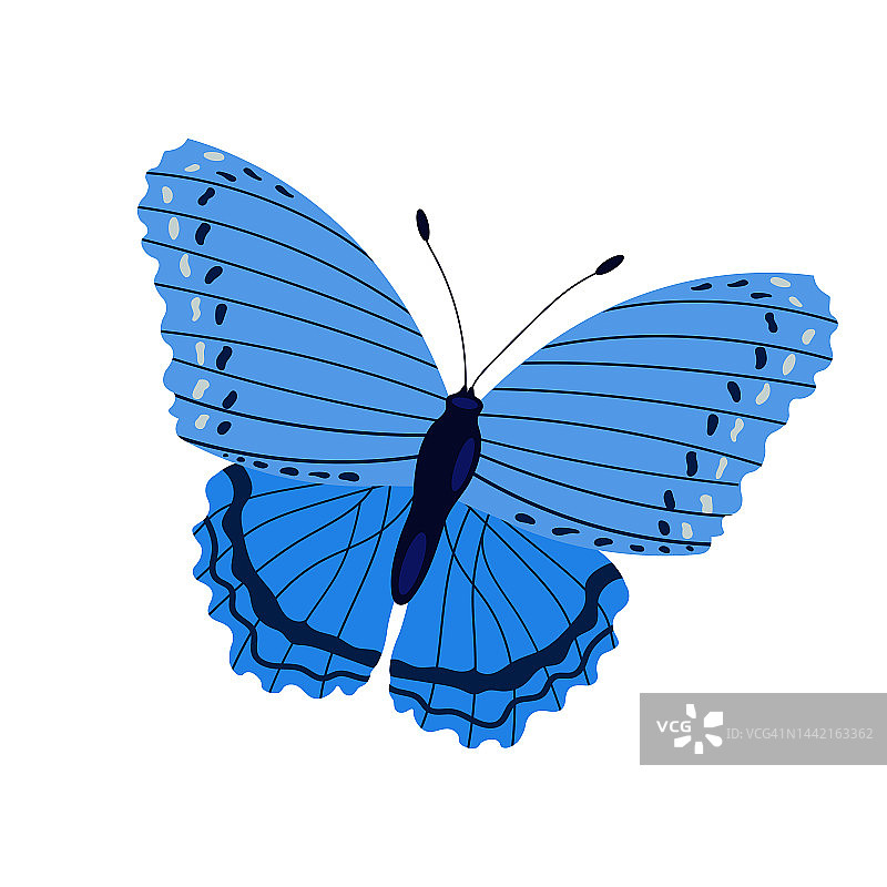 单只彩色蝴蝶孤立在白色背景上。具有明亮翅膀和触角的奇异热带昆虫。图片素材