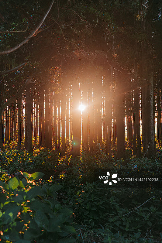 森林与阳光图片素材
