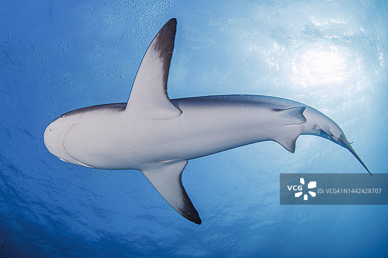 巴哈马，拿骚，鲨鱼在海里游泳的低角度视角图片素材
