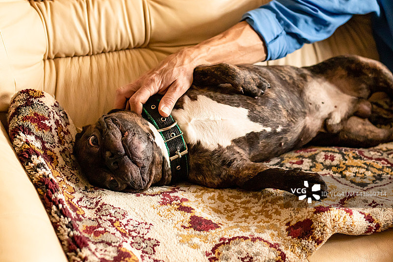 可爱的法国斗牛犬躺在主人家附近的沙发上，主人和宠物愉快地交流着图片素材