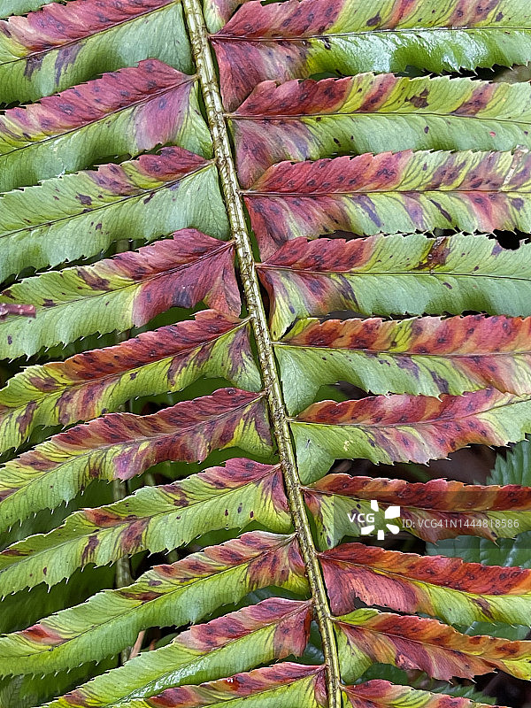 剑蕨，温带雨林，海岸山脉，俄勒冈图片素材