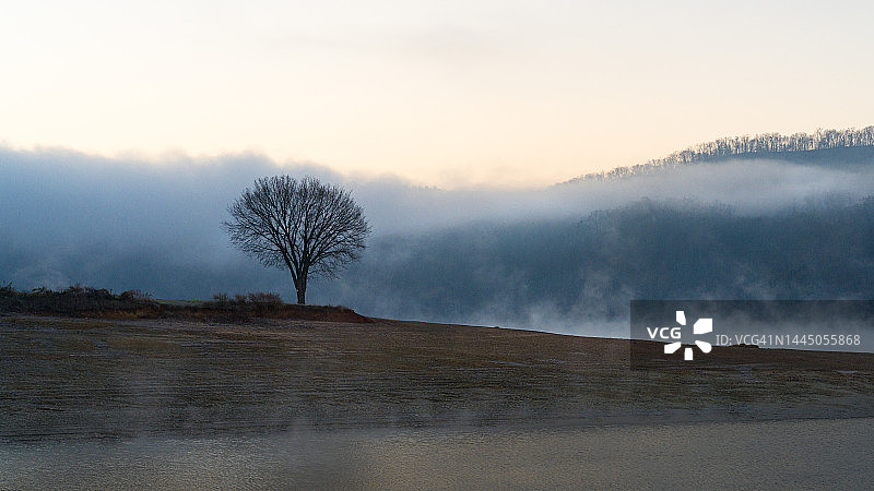 雾中水边的孤树图片素材