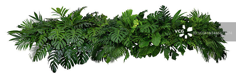 亚洲热带树叶全景孤立在白色背景，修剪路径包括。图片素材