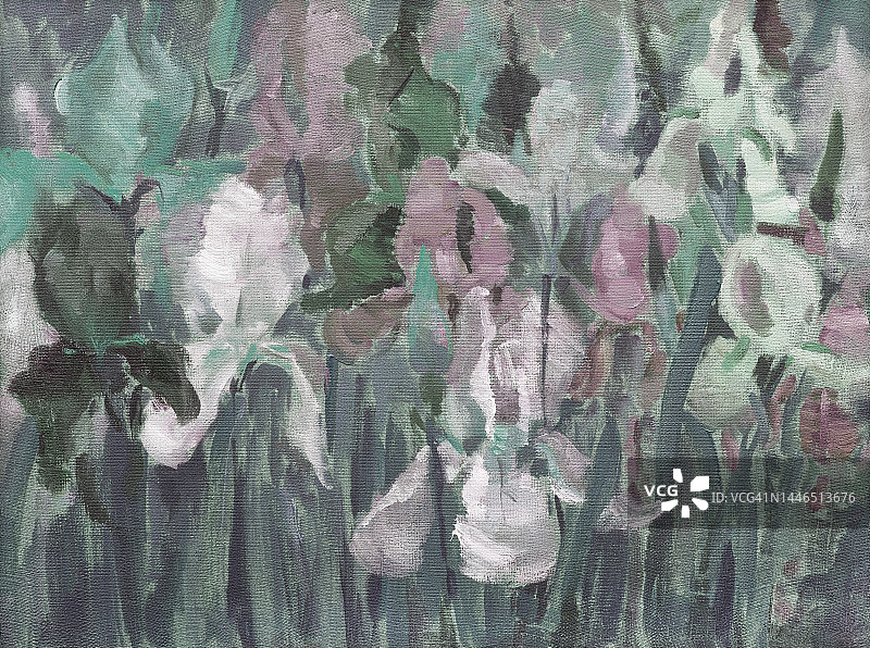 插图油画风景花鸢尾白紫色盛开在花坛上图片素材
