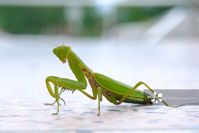 一只雌性欧洲祈祷螳螂的巨幅。绿螳螂，特写，看着镜头。画像，城市街道上的野生捕食者。复制文本的空格。屏幕保护程序。美是自然的。节肢动物昆虫。图片素材