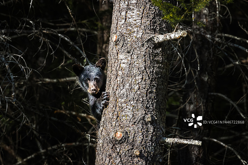 黑熊幼崽，贝拉库拉，加拿大图片素材