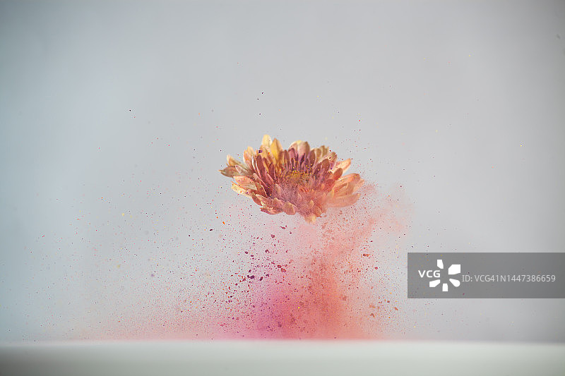 雏菊花飞在半空中与粉末染料在白色的背景图片素材