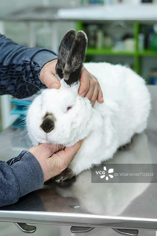 一只家兔正在兽医医院接受医生的检查。图片素材