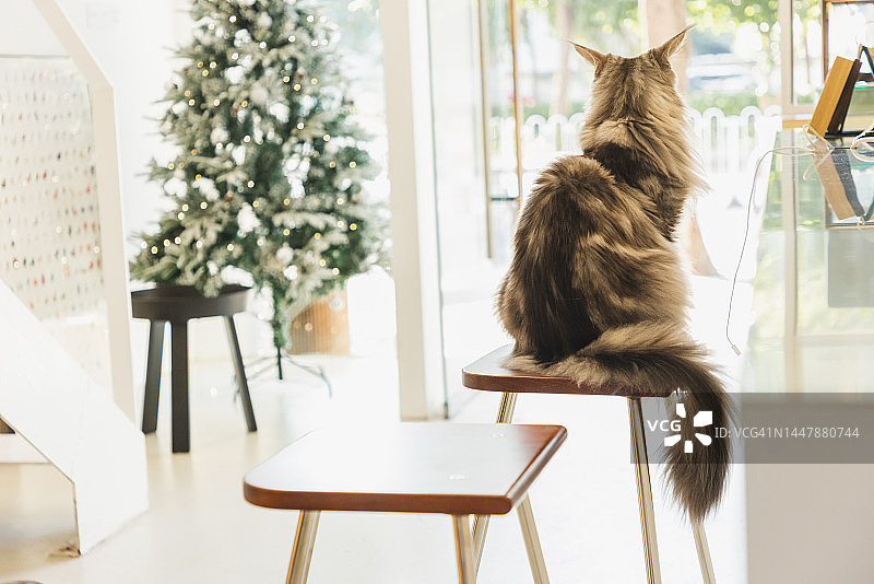 一只缅因猫坐在圣诞树旁的椅子上图片素材