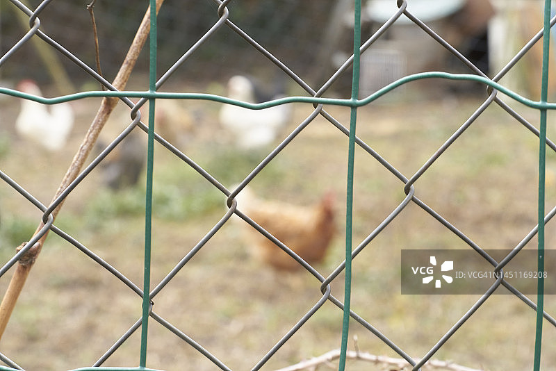 网状栅栏，几只母鸡的背景模糊，地面上有小块绿色区域。图片素材