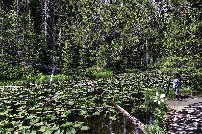 一个女孩在一个风景优美的自然区，在一个池塘和森林的边缘，那里长满了茂密的植被图片素材