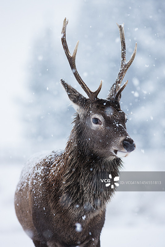 在苏格兰高地，红鹿站在飘落的雪中图片素材