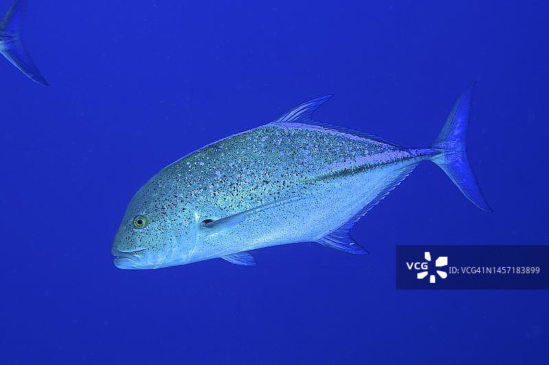 蓝鳍trevous (Caranx melampygus)狩猎。纯蓝色背景。潜水地点大哥，兄弟岛，埃及，红海图片素材