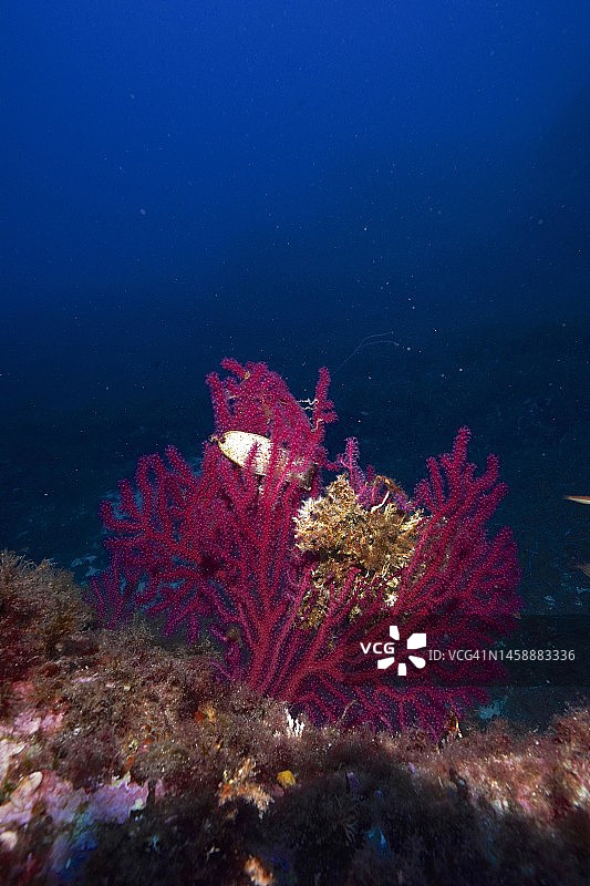 在地中海耶尔附近的暴力海鞭(Paramuricea clavata)和育婴犬(Scyliorhinus stellaris)的卵囊。潜水地点吉恩斯半岛，Cote dAzur，法国图片素材