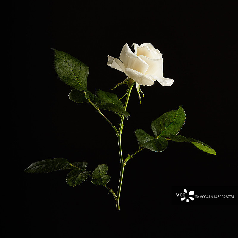 黑色背景下的一朵白玫瑰图片素材