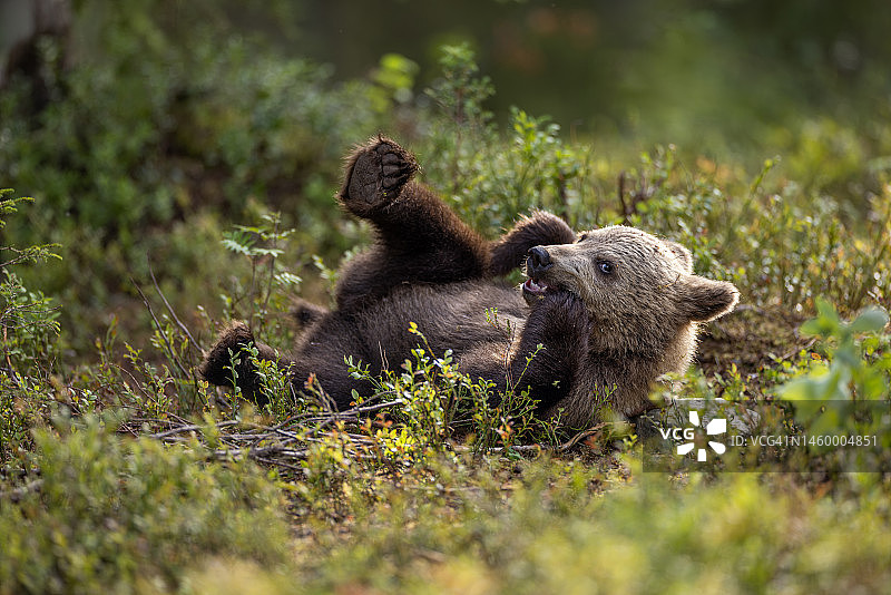 芬兰北部森林里的棕熊摄影图片素材