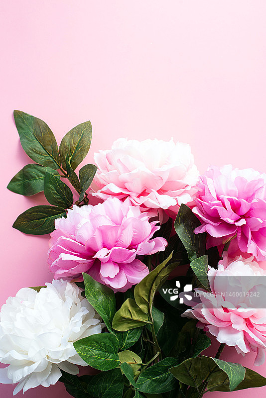 节日花卉背景与牡丹。美丽的花朵。贺卡。白色和粉红色的牡丹在粉红色的背景。图片素材