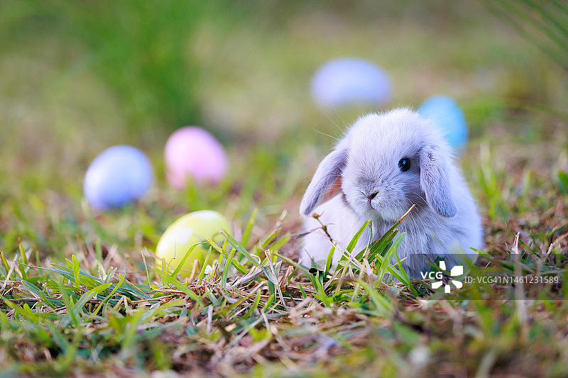 可爱的兔子，毛茸茸的小兔子和五颜六色的复活节彩蛋在花园里。复活节兔子带着彩蛋打猎。复活节的象征。图片素材