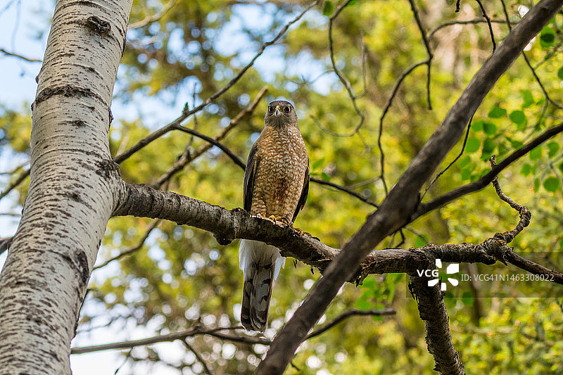 库珀的鹰猛禽栖息在树枝上的野生动物肖像图片素材