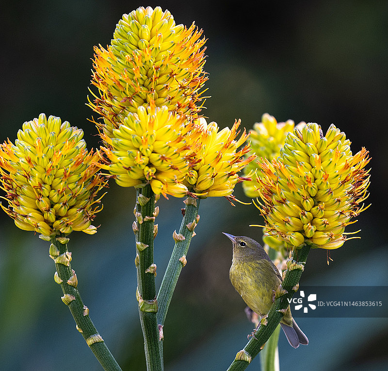黄色开花植物的特写，圣巴巴拉，加利福尼亚，美国，美国图片素材