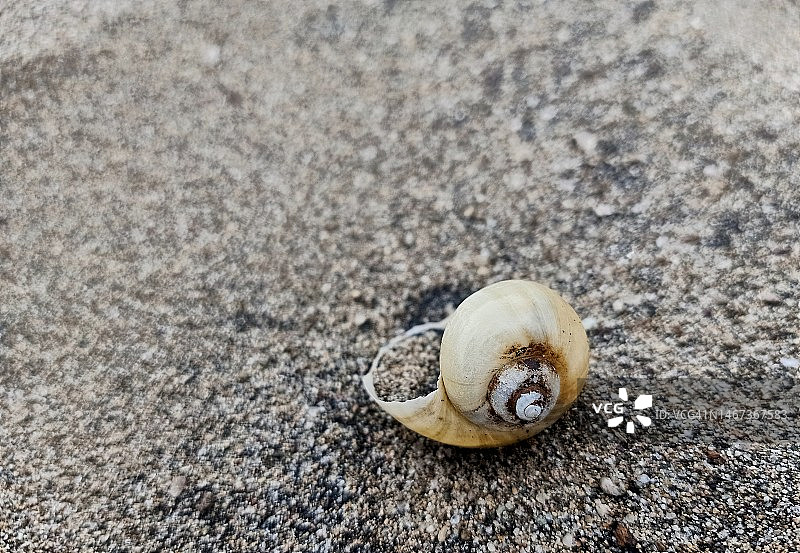 沙地上的蜗牛壳图片素材