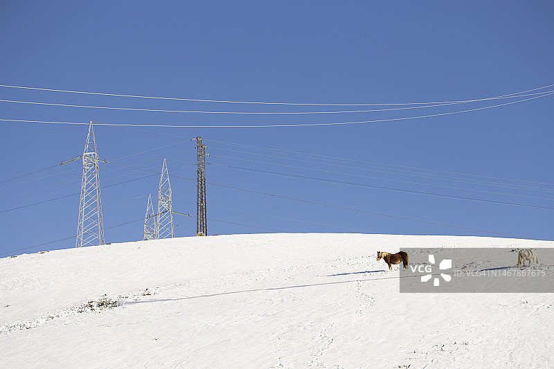 雪地上的马和塔图片素材