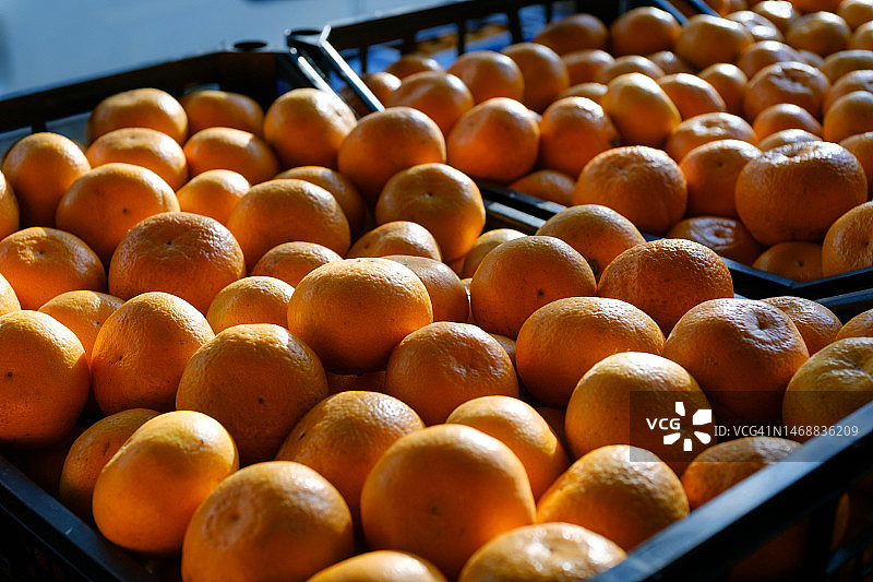 成熟的橘子放在塑料盒或容器里。素食，纯素食和生食。从仓库收获，零售和批发产品。种植有机农产品。农产品。道德消费。从农场到餐桌。蔬菜食品图片素材
