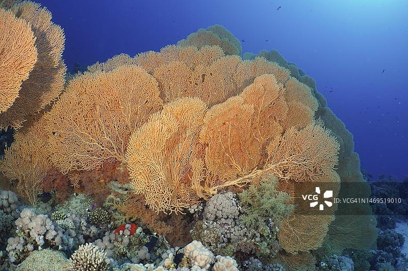 巨大的海扇(Annella mollis)，蒂朗海峡潜水地点，西奈，埃及，红海图片素材