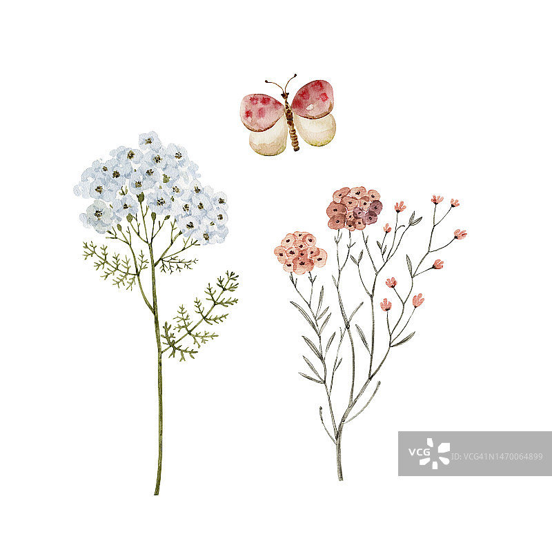 一组白色背景上有蝴蝶的野花水彩插图。手绘的设计和邀请。图片素材