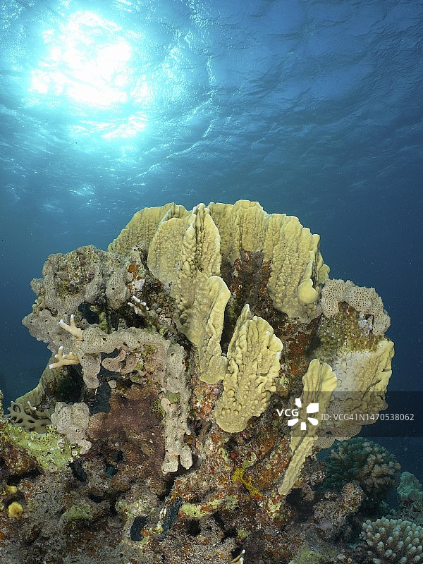 背光下的叶状火珊瑚。潜水地点House Reef，红树林湾，El Quesir，红海，埃及图片素材