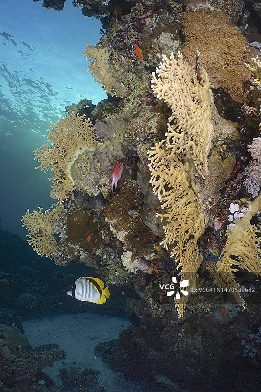 条纹衬蝶鱼(Chaetodon lineolatus)上有网火珊瑚(Millepora dichotoma)、网火珊瑚。潜水地点House Reef，红树林湾，El Quesir，红海，埃及图片素材