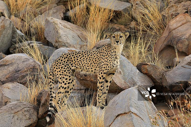 猎豹(Acinonyx jubatus)，成年，警觉，茨瓦鲁野生动物保护区，卡拉哈里，北开普，南非图片素材